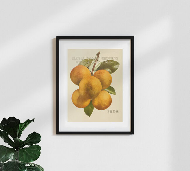 'Vintage Illustration Oranges: Glen Saint Mary Nurseries' – Wall Art by Vintage Nature Graphics as Poster or Acrylic Glass Print