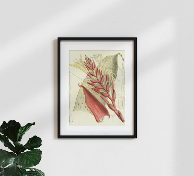 'Tillandsia Blokii' – Wall Art by Vintage Nature Graphics as Poster or Acrylic Glass Print