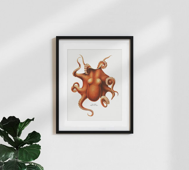 'Vintage Octopus Illustration' – Wall Art by Vintage Nature Graphics as Poster or Acrylic Glass Print