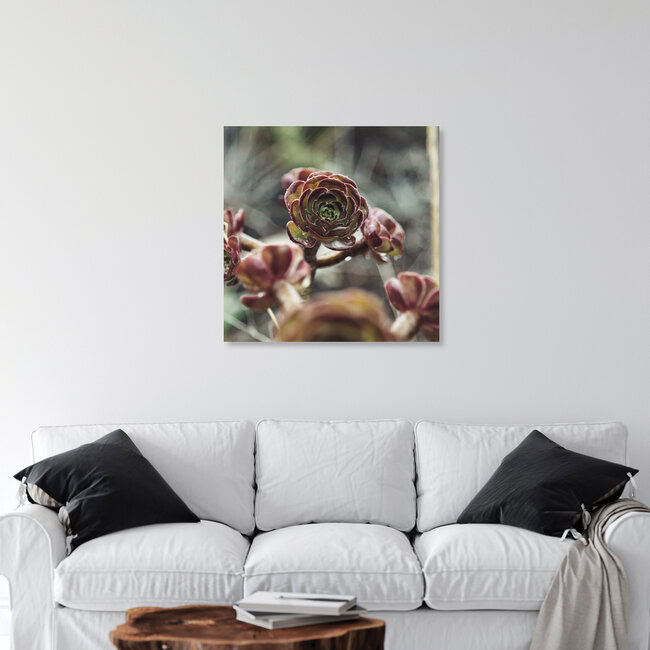 Formentera Rose - Aeonium - benetzt mit Regentropfen, Spanien – Fotokunst von Nadja Jacke als Poster oder Acrylglasbild