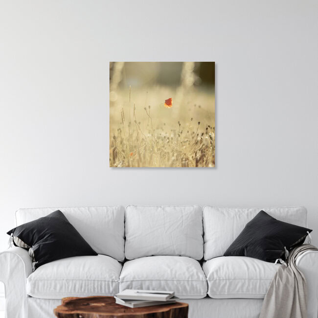 Mohnblüte im Getreidefeld im warmen Sonnenlicht, Deutschland – Fotokunst von Nadja Jacke als Poster oder Acrylglasbild