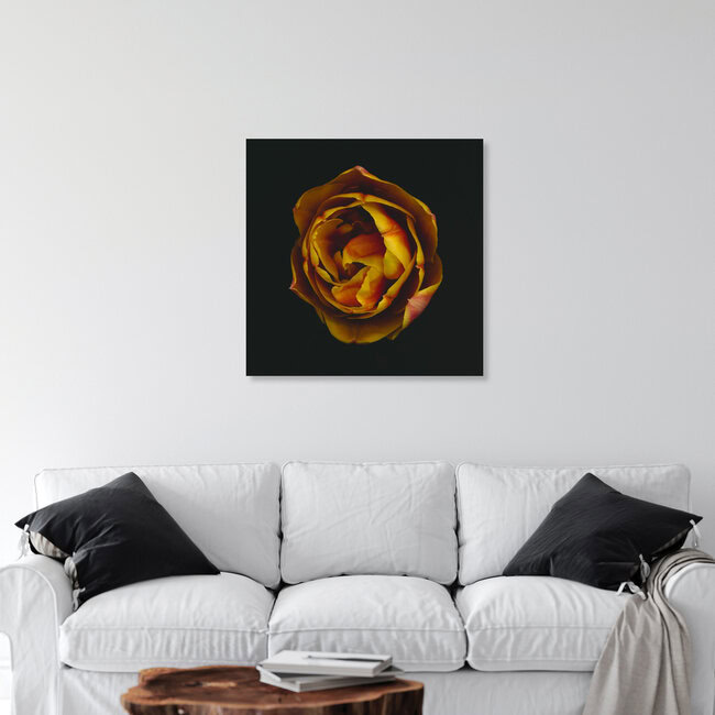 Tulpe, Deutschland – Fotokunst von Ramona Reimann als Poster oder Acrylglasbild