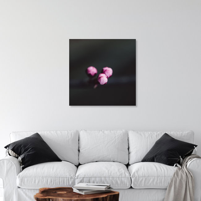 Drei Knospen der Kirschblüte am Zweig, Deutschland – Fotokunst von Nadja Jacke als Poster oder Acrylglasbild