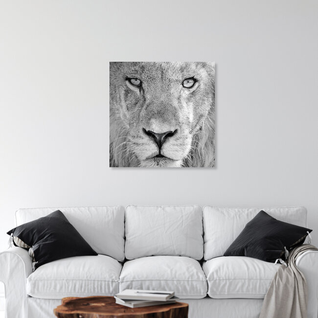 Im Auge des Löwen, Botswana – Fotokunst von Dennis Wehrmann als Poster oder Acrylglasbild