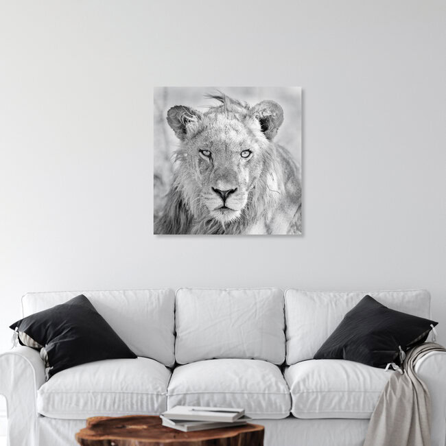 In the focus of the lion, Botswana – wall art by Dennis Wehrmann as Poster or Acrylic Glass Print