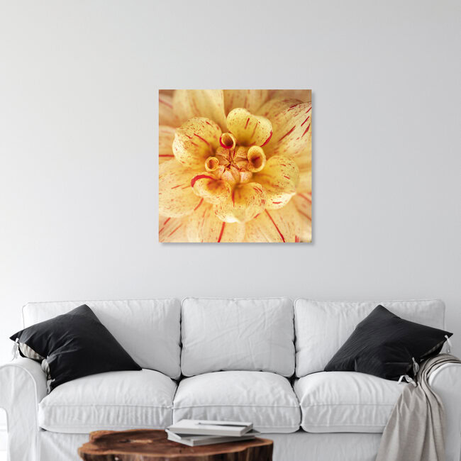 Dekorative Dahlie Gloriosa Makroaufnahme, Deutschland – Fotokunst von Nadja Jacke als Poster oder Acrylglasbild