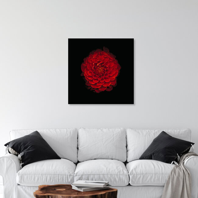 Chrysantheme, Deutschland – Fotokunst von Ramona Reimann als Poster oder Acrylglasbild