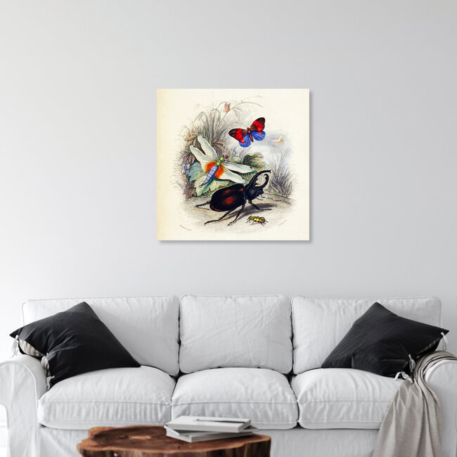 Wandbild 'Libelle, Schmetterling, Käfer 2' – Kunst von Vintage Nature Graphics als Poster oder Acrylglasbild