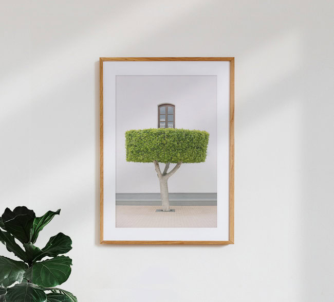 Properly trimmed tree, Spain – wall art by Anke Dörschlen as Poster or Acrylic Glass Print