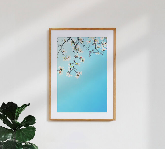 Weiße Magnolien, Deutschland – Fotokunst von Manuela Deigert als Poster oder Acrylglasbild