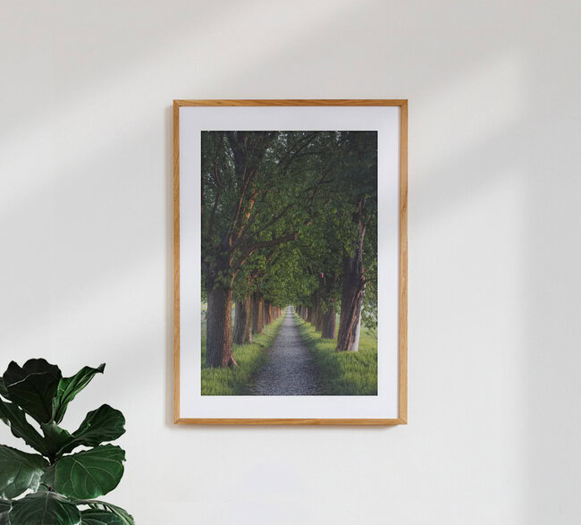 Chestnut Alley, Germany – wall art by Maximilian Fischer as Poster or Acrylic Glass Print