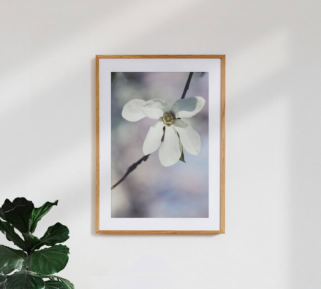 Sternmagnolie, Deutschland – Fotokunst von Manuela Deigert als Poster oder Acrylglasbild