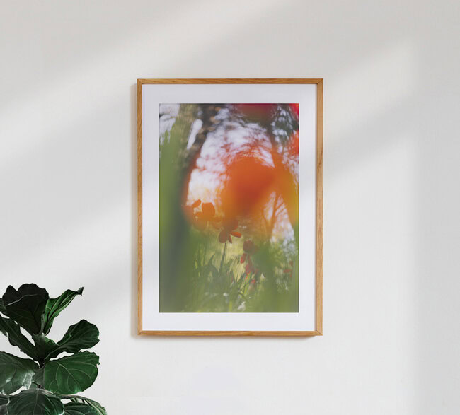 Red Tulips Behind Soft Blur, Germany – wall art by Nadja Jacke as Poster or Acrylic Glass Print