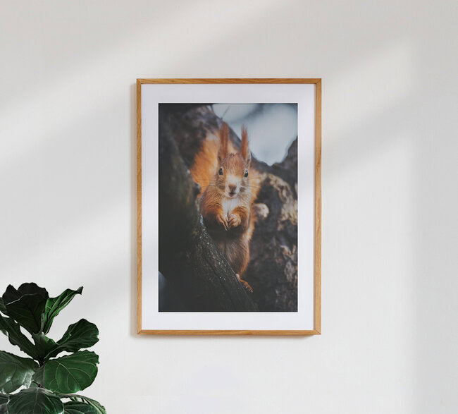 Das Eichhörnchen, Deutschland – Fotokunst von Patrick Monatsberger als Poster oder Acrylglasbild