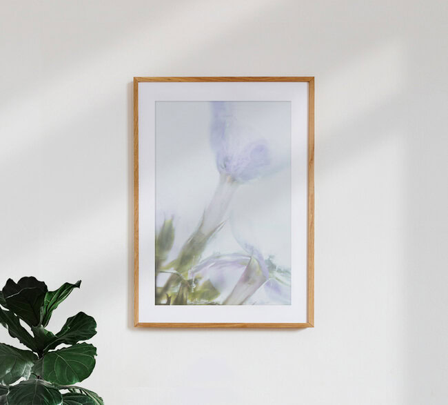 Phlox unter Eis, Deutschland – Fotokunst von Marc Heiligenstein als Poster oder Acrylglasbild