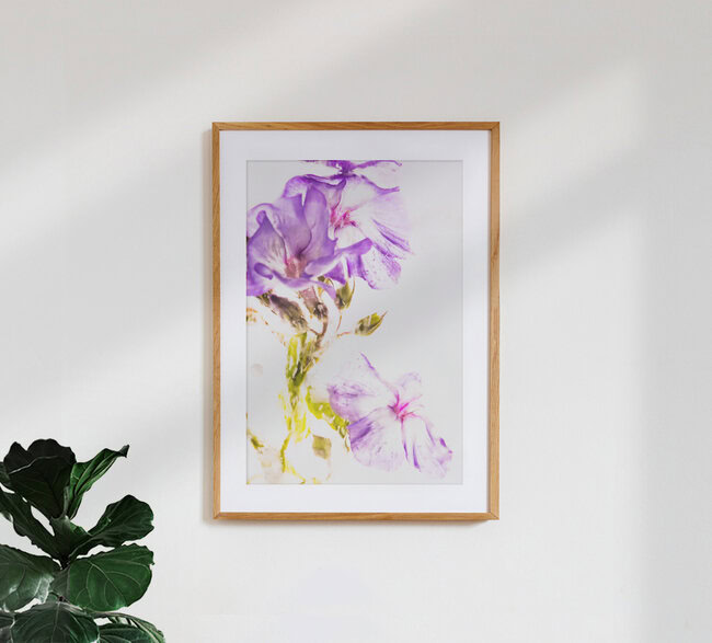 Flammenblumen-Blüten in kristallklarem Eis, Deutschland – Fotokunst von Marc Heiligenstein als Poster oder Acrylglasbild