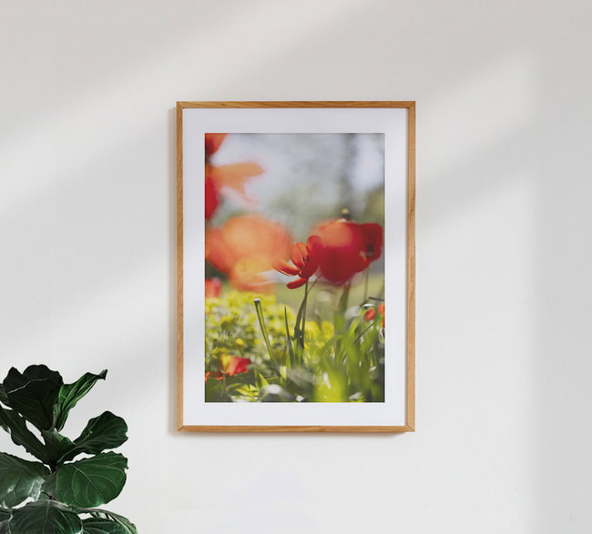 Rote Tulpen im Frühlingslicht mit weichem Hintergrund, Deutschland – Fotokunst von Nadja Jacke als Poster oder Acrylglasbild