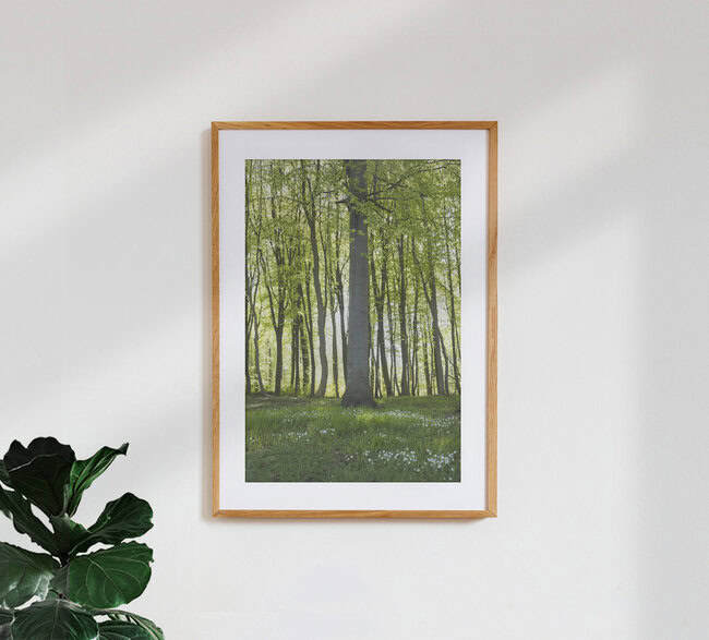 Spring Forest with Chickweed Blossoms and Fresh Foliage, Denmark – wall art by Nadja Jacke as Poster or Acrylic Glass Print