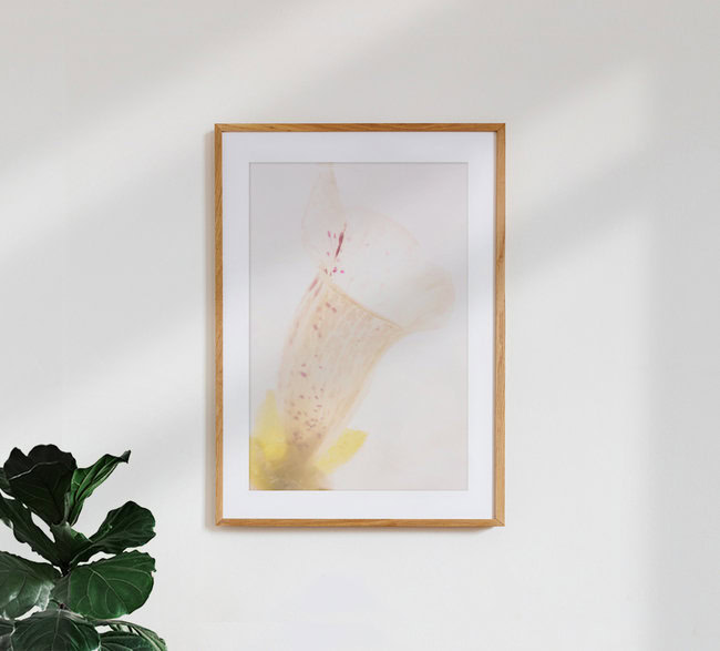 Fingerhut in Eis, Deutschland – Fotokunst von Marc Heiligenstein als Poster oder Acrylglasbild
