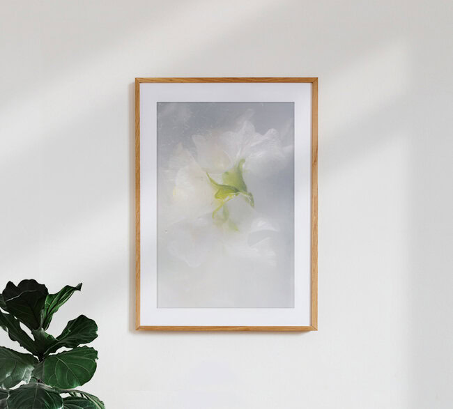 Tanz der weißen Wicken in kristallklarem Eis, Deutschland – Fotokunst von Marc Heiligenstein als Poster oder Acrylglasbild