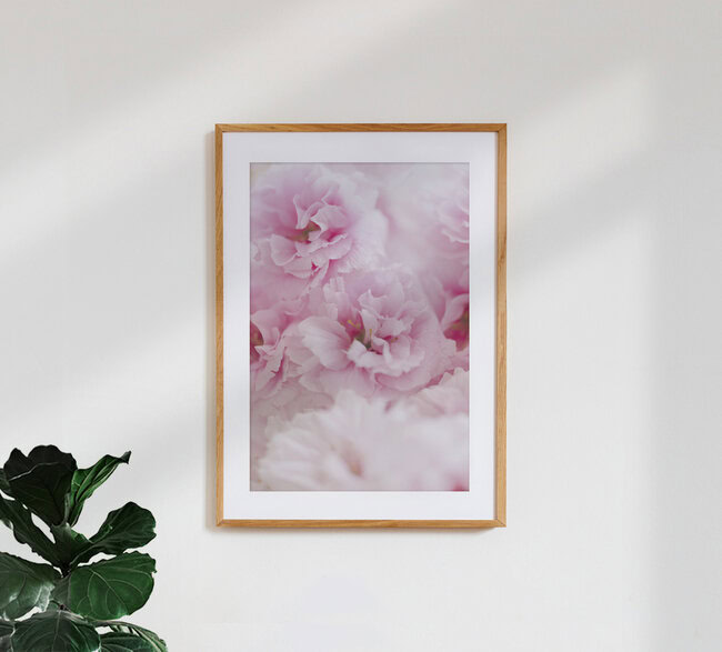 Cherry Blossoms in Full Bloom, Germany – wall art by Nadja Jacke as Poster or Acrylic Glass Print