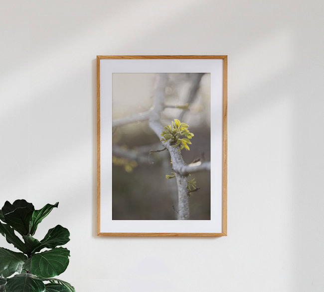 Young Ash Shoot in Evening Light, Germany – wall art by Nadja Jacke as Poster or Acrylic Glass Print