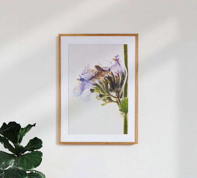 Blüten der Katzenminze in Eis, Deutschland – Fotokunst von Marc Heiligenstein als Poster oder Acrylglasbild