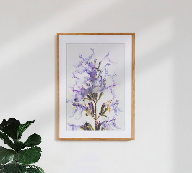 Blütenstand von der Katzenminze in Eis, Deutschland – Fotokunst von Marc Heiligenstein als Poster oder Acrylglasbild