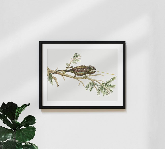 'Robert Jacob Gordon: Chamaeleo namaquensis Namaqua chameleon' – Wall Art by Vintage Nature Graphics as Poster or Acrylic Glass Print