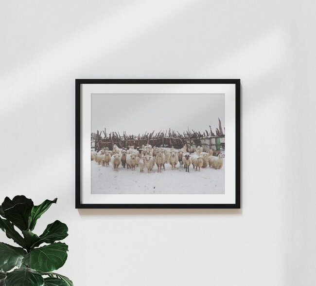 Snowy Sheep Stare, United States – wall art by Kevin Russ as Poster or Acrylic Glass Print