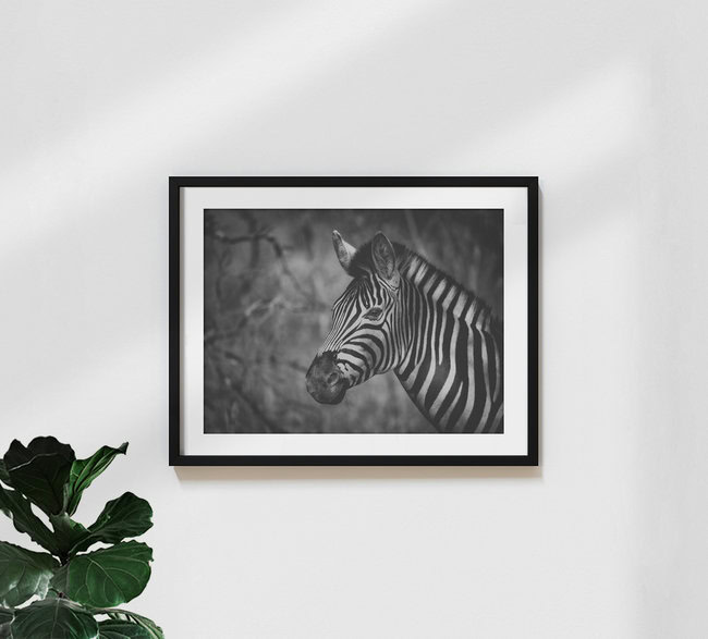 Portrait Zebra, South Africa – wall art by Dennis Wehrmann as Poster or Acrylic Glass Print