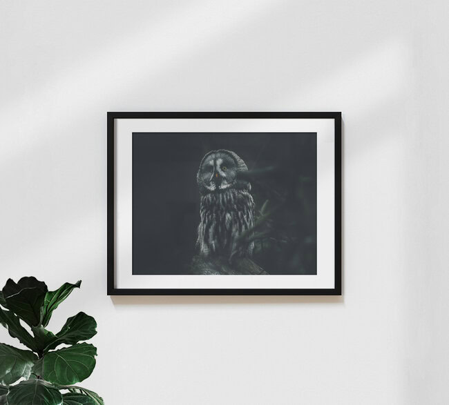 Wizard Owl, Deutschland – Fotokunst von Quentin Strohmeier als Poster oder Acrylglasbild