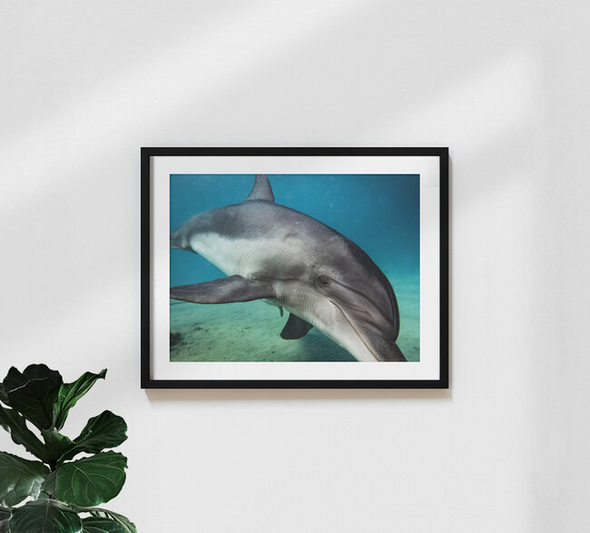 Delfin, Israel – Fotokunst von Eva Lorenbeck als Poster oder Acrylglasbild