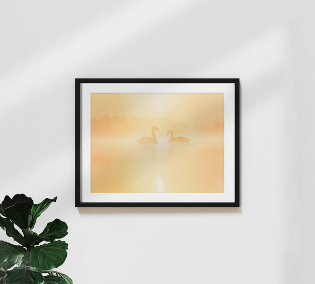 Schwäne im Sonnenaufgangsnebel, Deutschland – Fotokunst von Felix Wesch als Poster oder Acrylglasbild