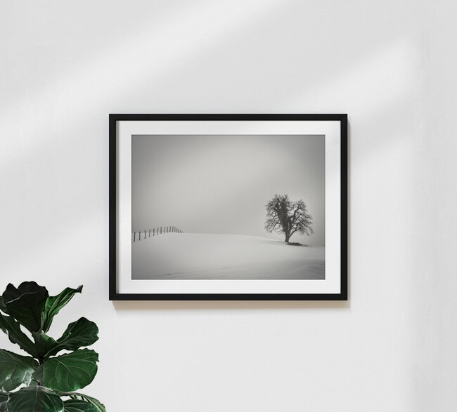 ein Baum und ein Zaun, Österreich – Fotokunst von Bernd Grosseck als Poster oder Acrylglasbild