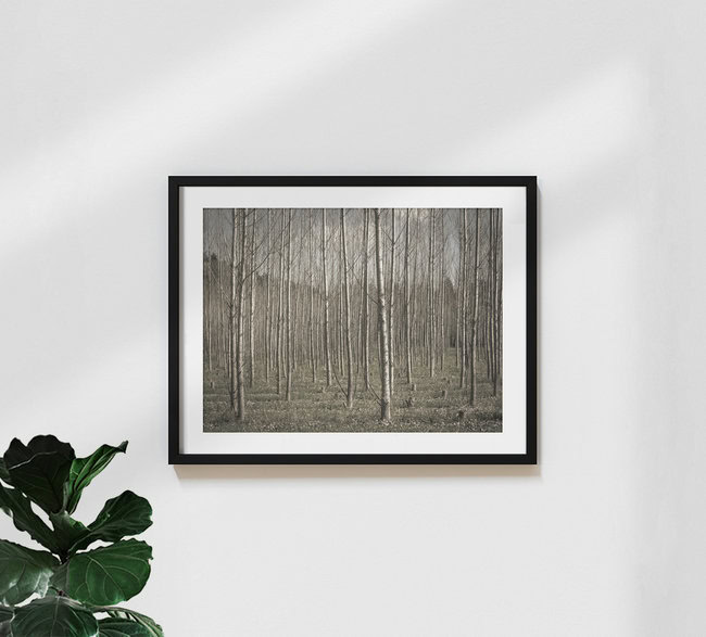 Birkenwald, Österreich – Fotokunst von Bernd Grosseck als Poster oder Acrylglasbild