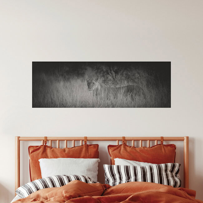 Panorama Lion, South Africa – wall art by Dennis Wehrmann as Poster or Acrylic Glass Print