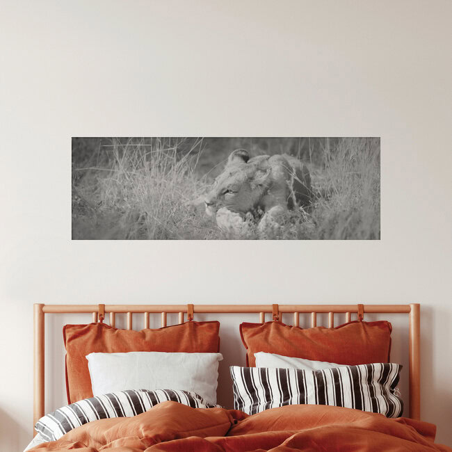 Baby-Löwe, Botswana – Fotokunst von Dennis Wehrmann als Poster oder Acrylglasbild