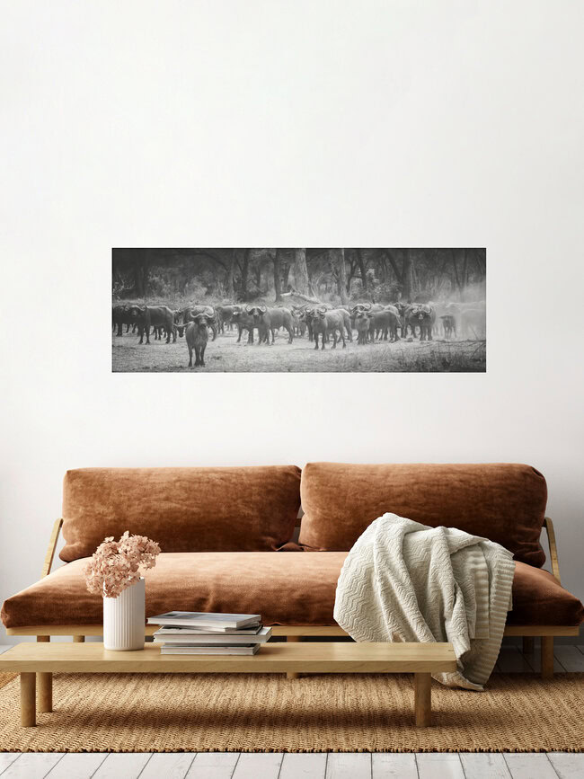 syncerus caffer, Germany – wall art by Dennis Wehrmann as Poster or Acrylic Glass Print
