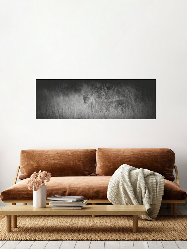 Panorama Lion, South Africa – wall art by Dennis Wehrmann as Poster or Acrylic Glass Print