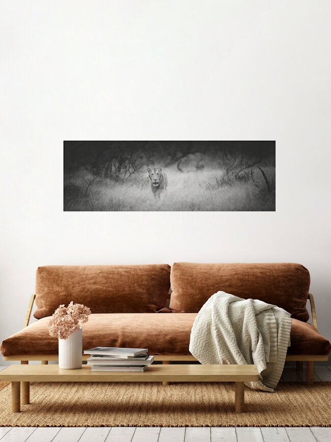 Panorama Portrait Male Lion, South Africa – wall art by Dennis Wehrmann as Poster or Acrylic Glass Print