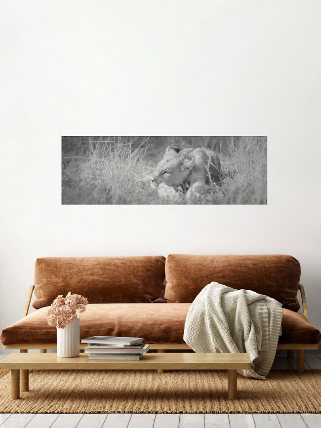 Baby-Löwe, Botswana – Fotokunst von Dennis Wehrmann als Poster oder Acrylglasbild