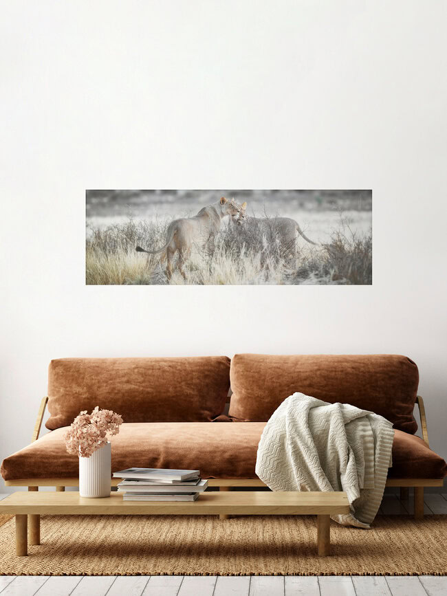 Lions searching for prey in the Kgalagadi Transfrontier Park, Botswana – wall art by Dennis Wehrmann as Poster or Acrylic Glass Print
