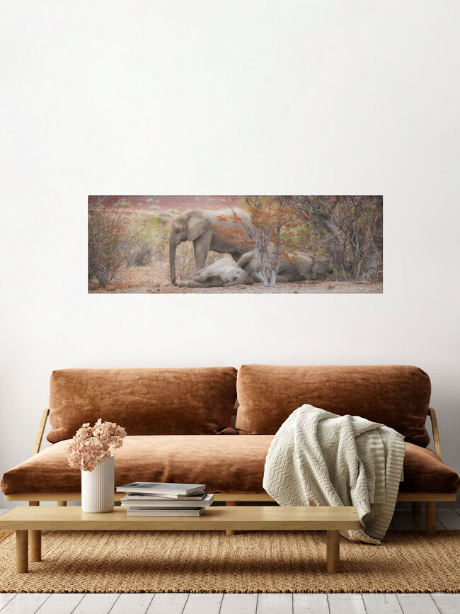 Schlafende Elefanten in der Wüste, Deutschland – Fotokunst von Dennis Wehrmann als Poster oder Acrylglasbild
