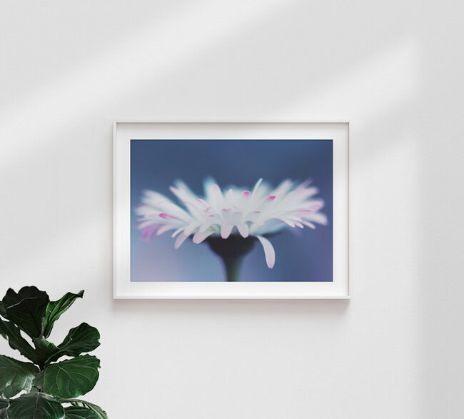 Gänseblume, Deutschland – Fotokunst von Manuela Deigert als Poster oder Acrylglasbild