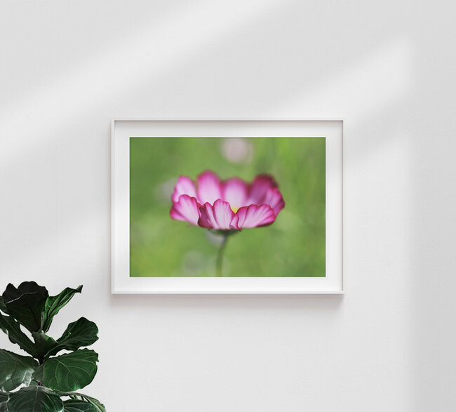 Kosmee, Germany – wall art by Manuela Deigert as Poster or Acrylic Glass Print