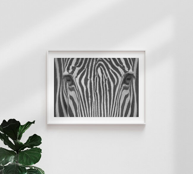 Zebra close-up, Deutschland – Fotokunst von Dirk Heckmann als Poster oder Acrylglasbild