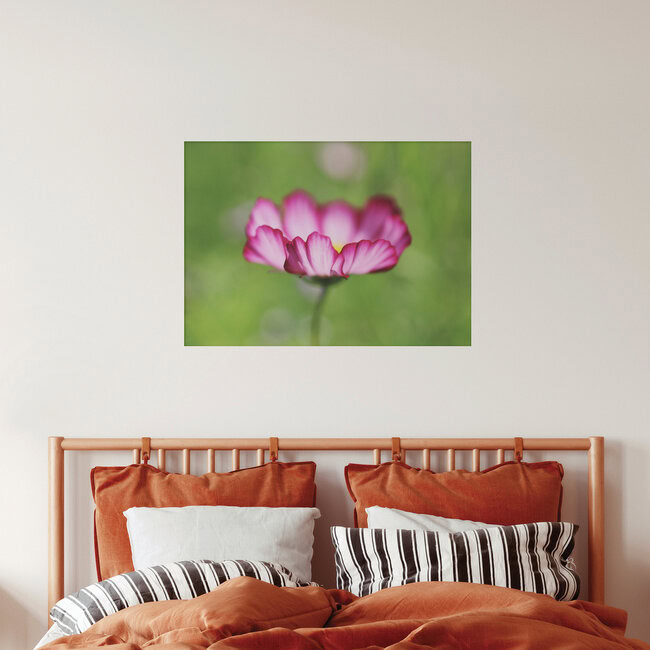Kosmee, Germany – wall art by Manuela Deigert as Poster or Acrylic Glass Print