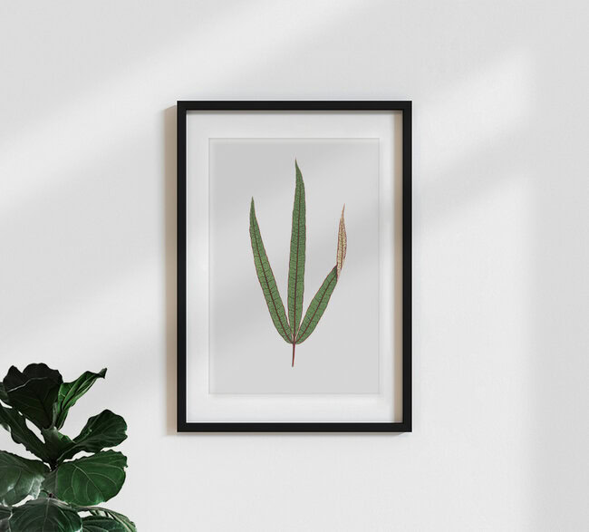 'Benjamin Fawcett: Terminalia elegans' – Wall Art by Vintage Nature Graphics as Poster or Acrylic Glass Print