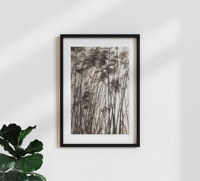 grasses in the golden SUNSET, Germany – wall art by Studio Na.hili as Poster or Acrylic Glass Print